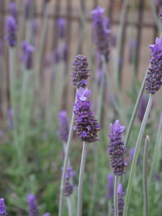 Lavandula dentata