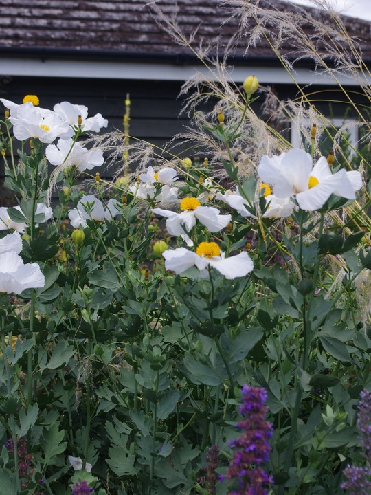 Romneya coulteri
