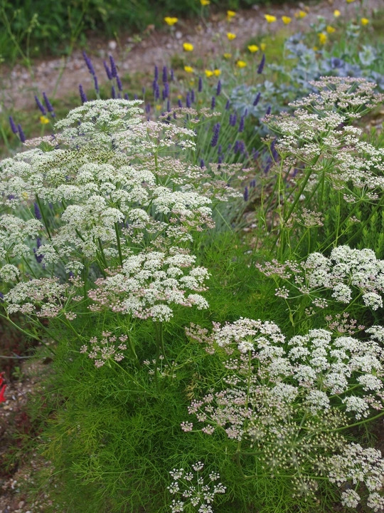 Peucedanum rablense
