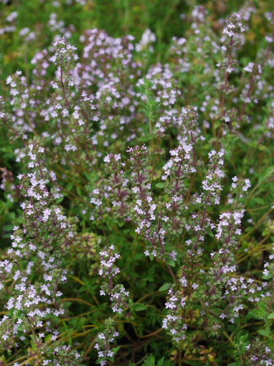 Herb - Thyme (Thymus vulgaris)