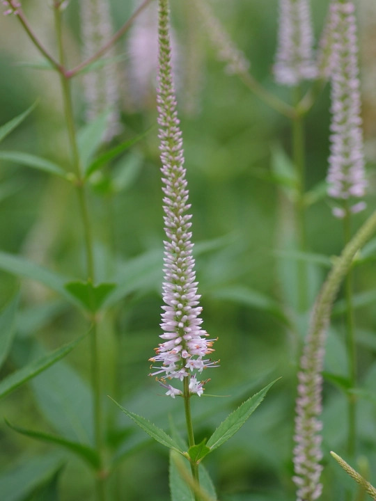 Veronicastrum virginicum f. roseum