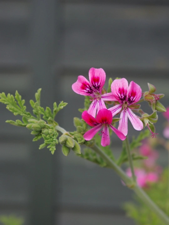 Pelargonium 'Blandfordianum Roseum'