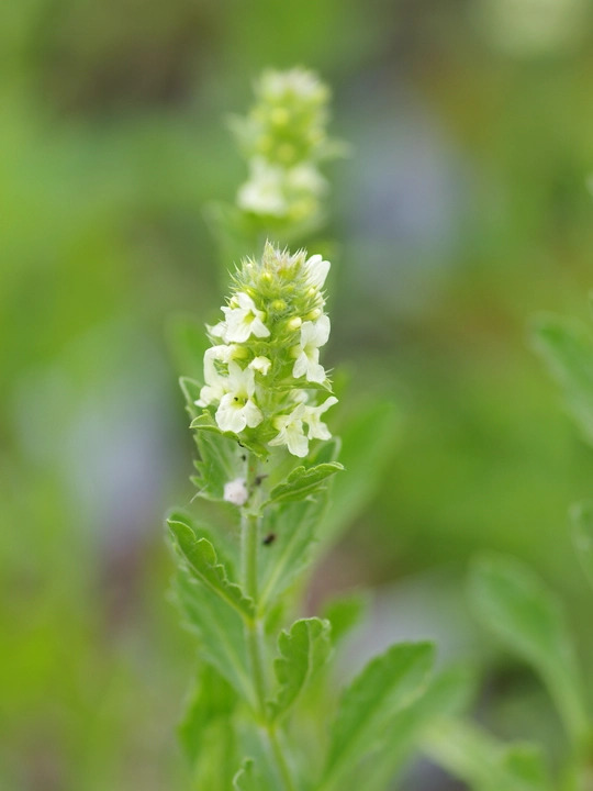 Sideritis hyssopifolia
