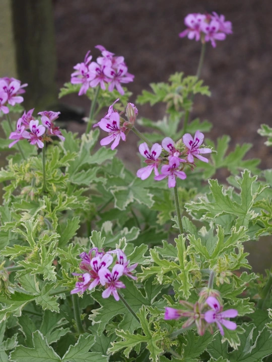 Pelargonium 'Lady Plymouth'
