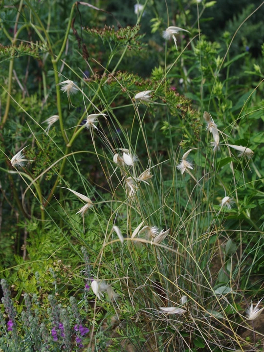 Lygeum spartum