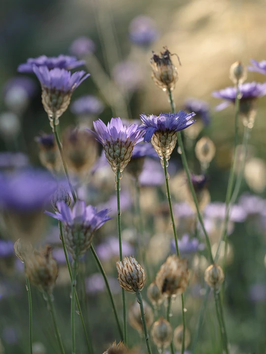 Catananche caerulea