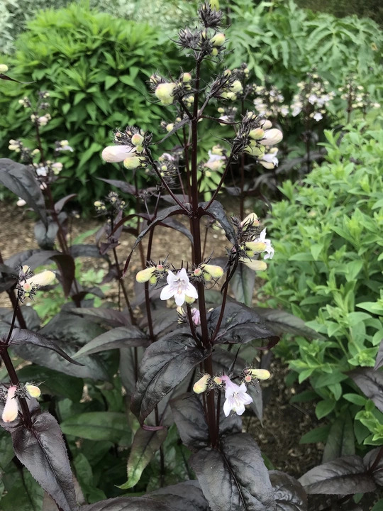 Penstemon digitalis 'Husker Red'