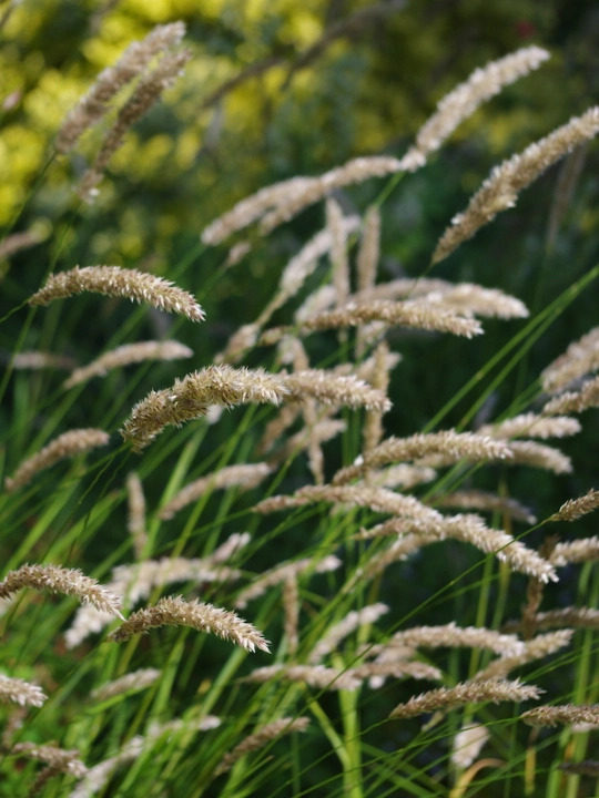 Melica ciliata