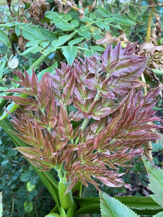 Melanoselinum decipiens