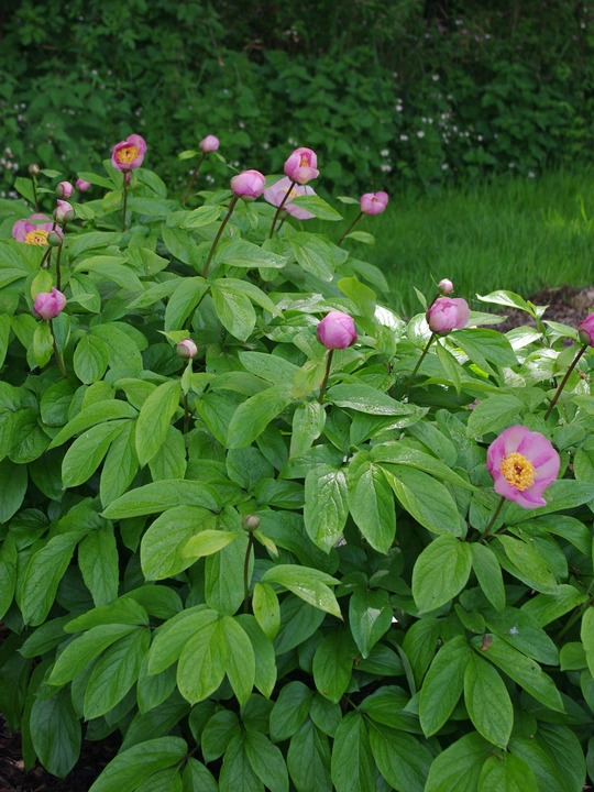 Paeonia 'Avant Garde'
