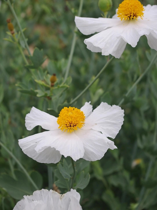 Romneya coulteri