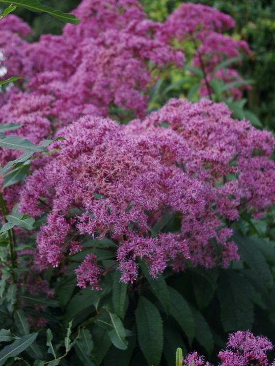 Eutrochium maculatum (Atropurpureum Group) 'Riesenschirm'