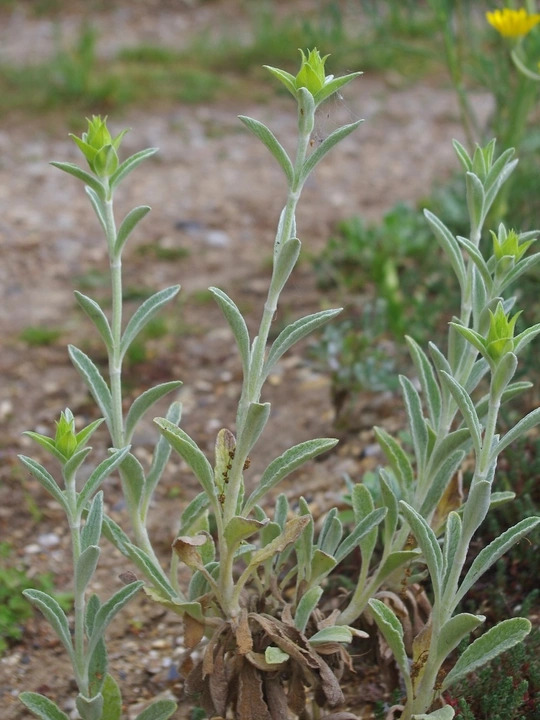 Sideritis scardica
