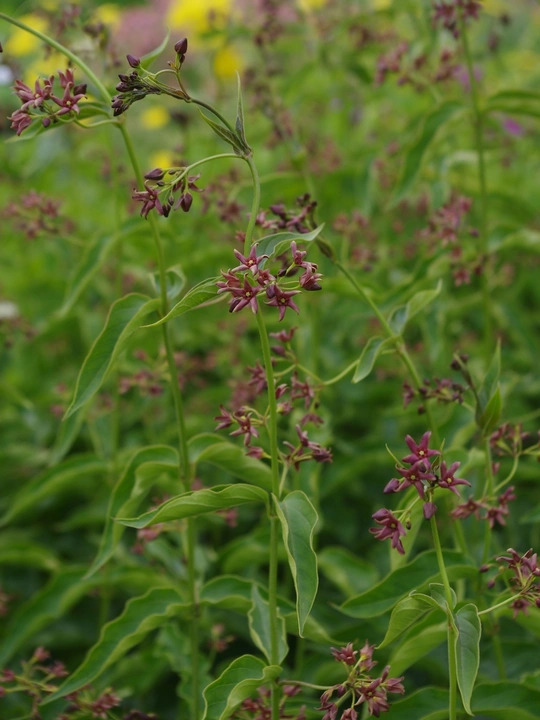 Vincetoxicum fuscatum
