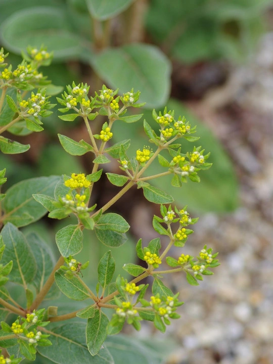 Eriogonum allenii 'Little Rascal'