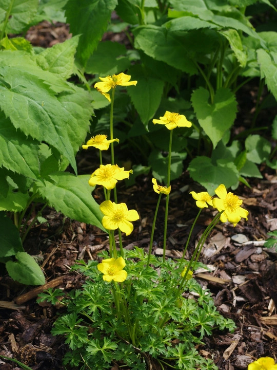 Trollius pumilus