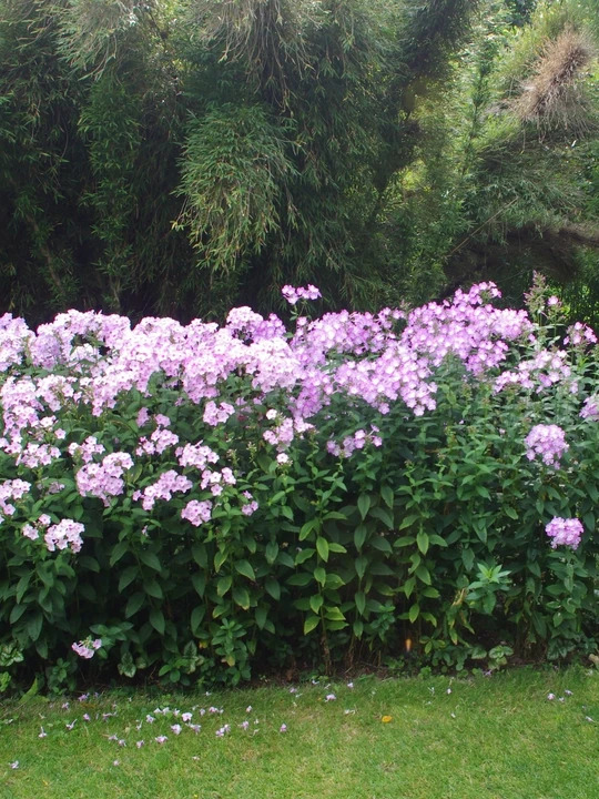 Phlox paniculata mixed