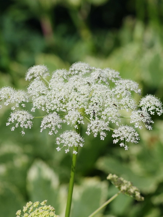 Peucedanum ostruthium 'Daphnis'