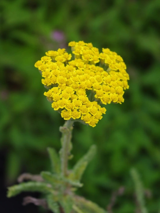 Achillea tomentosa 'Aurea'