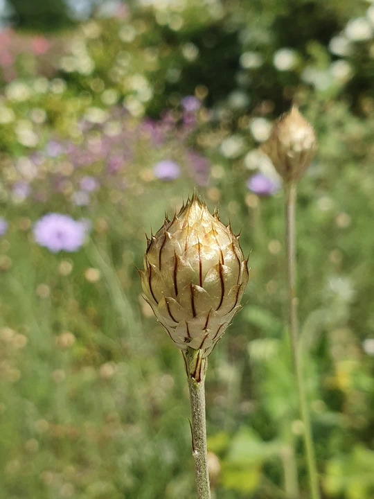 Catananche caerulea