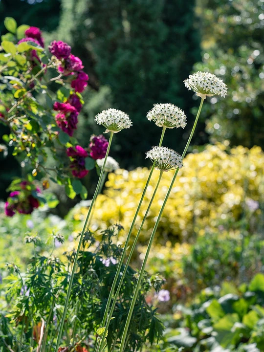 Allium nigrum (3xDB)