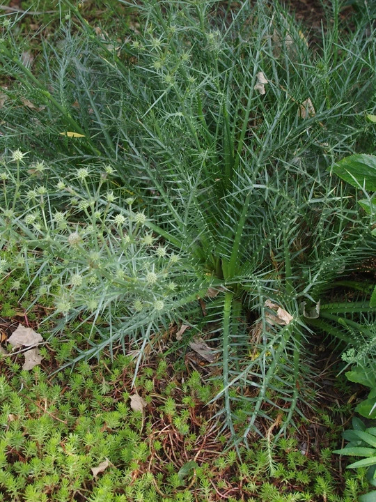 Eryngium venustum 