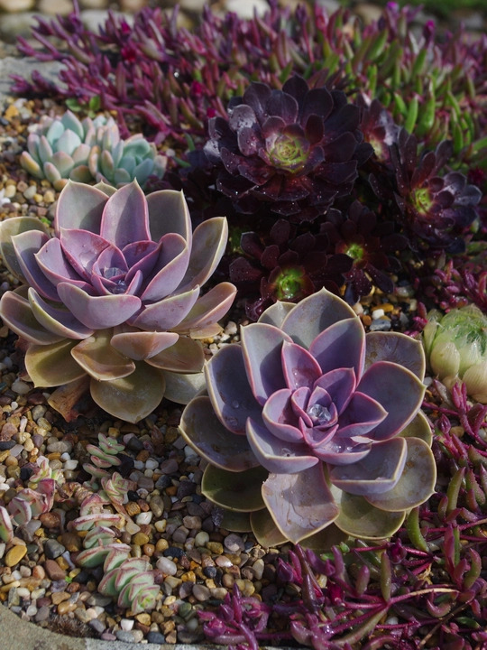 Echeveria 'Duchess of Nuremberg'