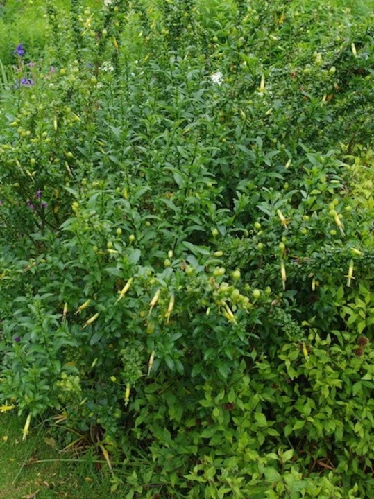 Vestia foetida
