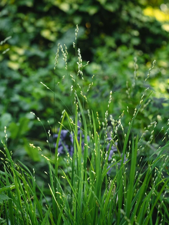 Melica uniflora f. albida