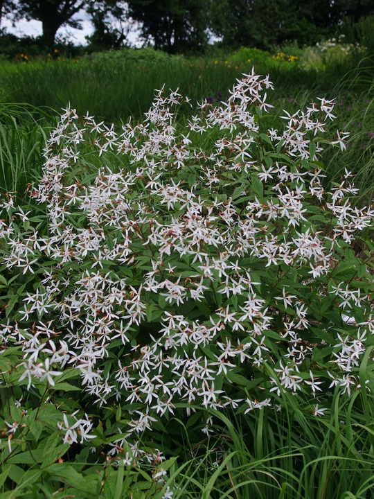 Gillenia trifoliata