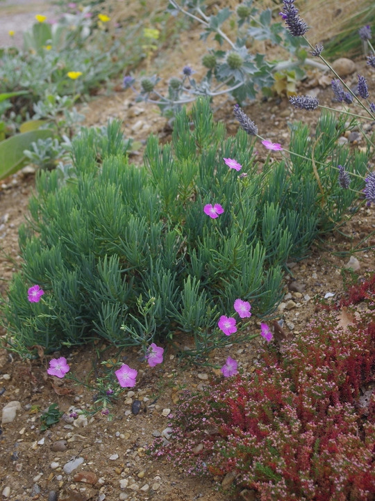 Dianthus fruticosus