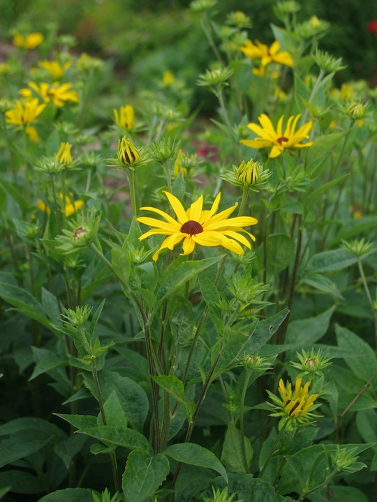 Rudbeckia subtomentosa 'Loofahsa Wheaten Gold'