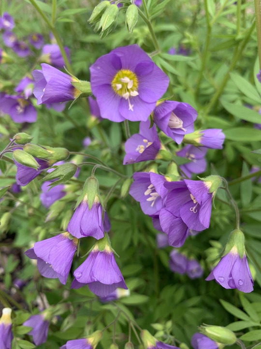 Polemonium 'Lambrook Mauve'