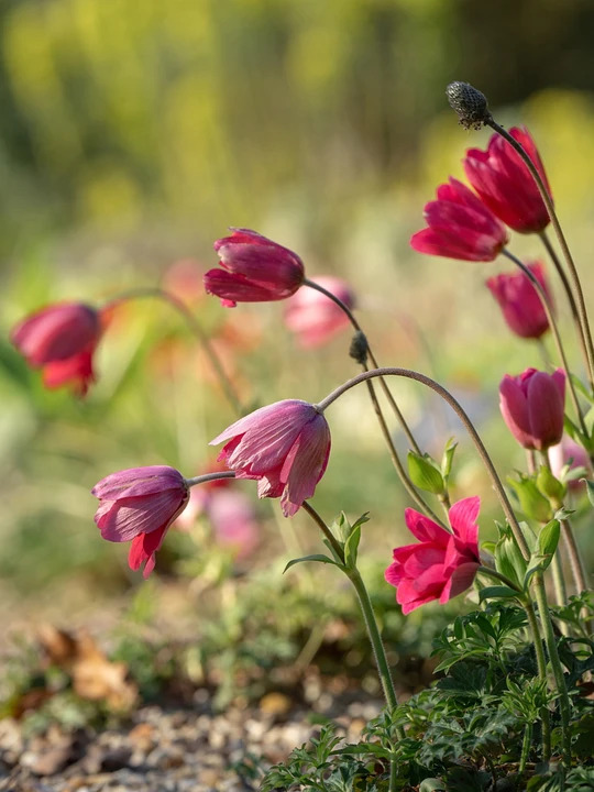 Anemone pavonina