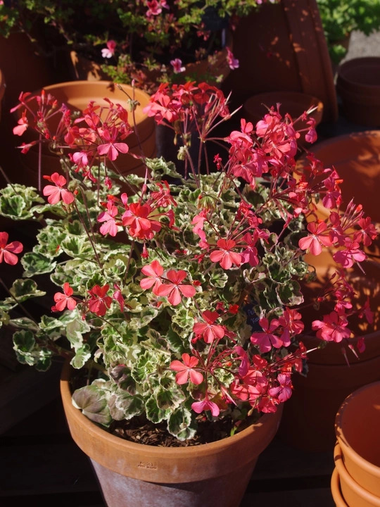 Pelargonium 'Frank Headley'