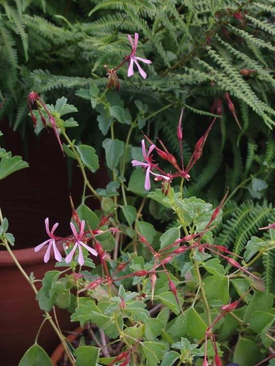 Pelargonium acetosum