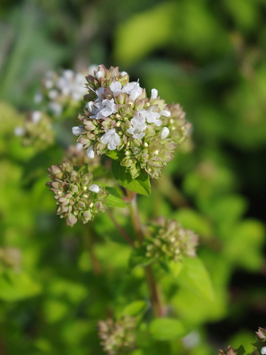 Origanum vulgare 'White Charm'