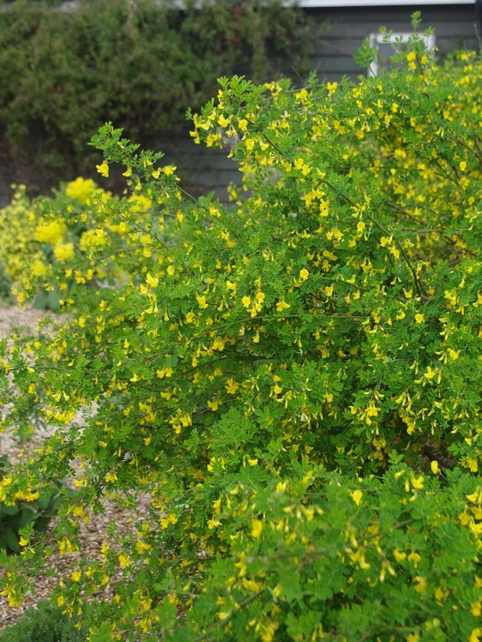 Hippocrepis emerus