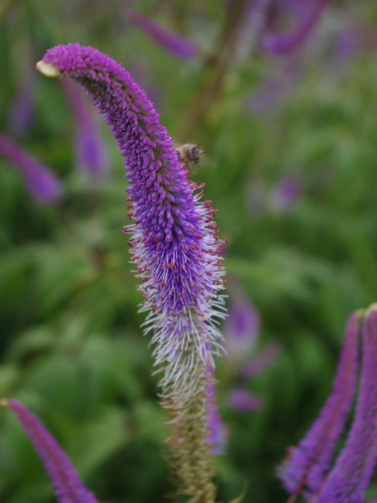 Veronicastrum virginicum 'Fascination'