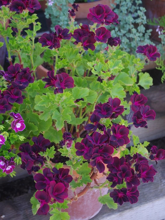 Pelargonium 'Lord Bute'