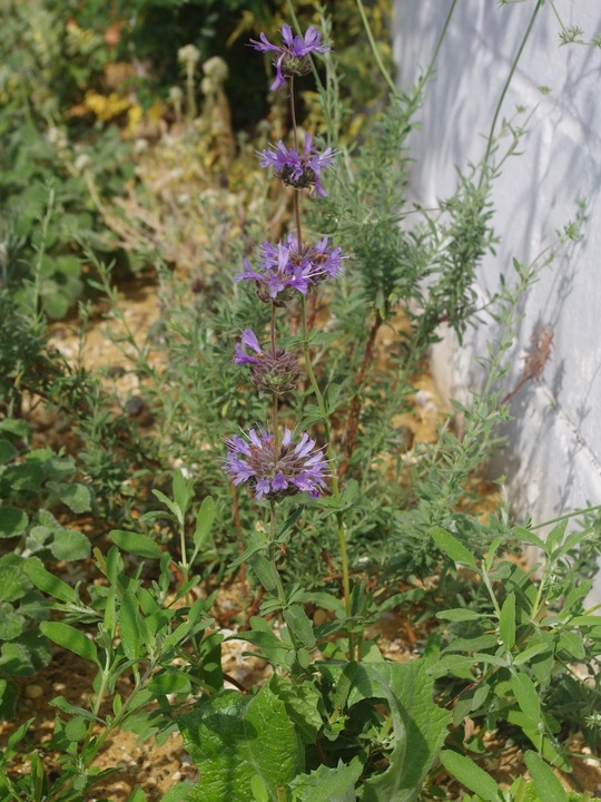 Salvia 'Aromas'