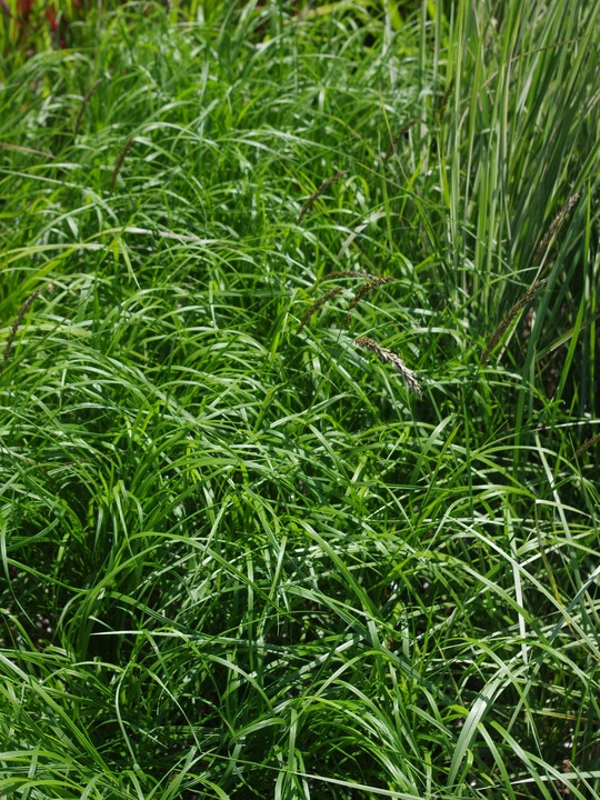 Melica transsilvanica