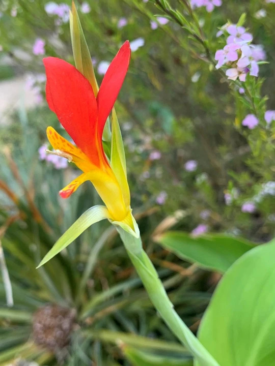 Canna brasiliensis