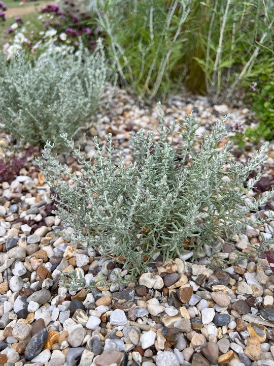Helichrysum microphyllum