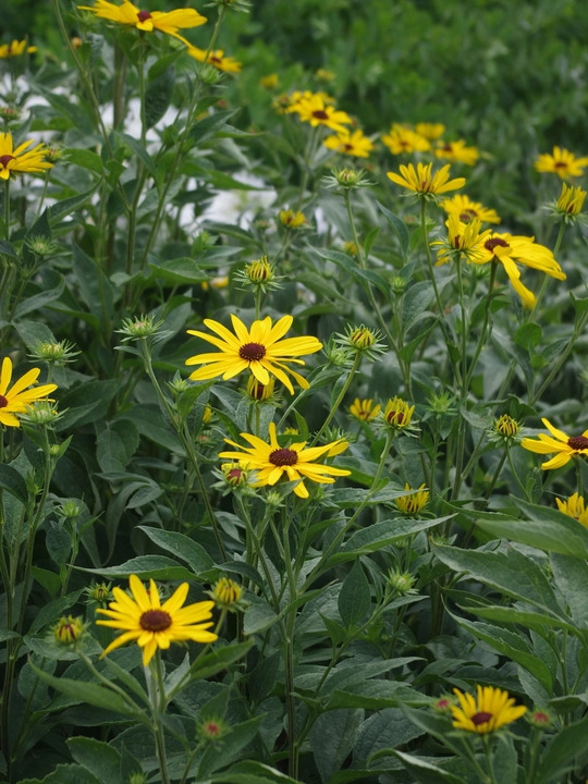 Rudbeckia subtomentosa 'Loofahsa Wheaten Gold'