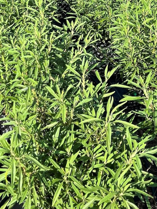 Salvia mellifera