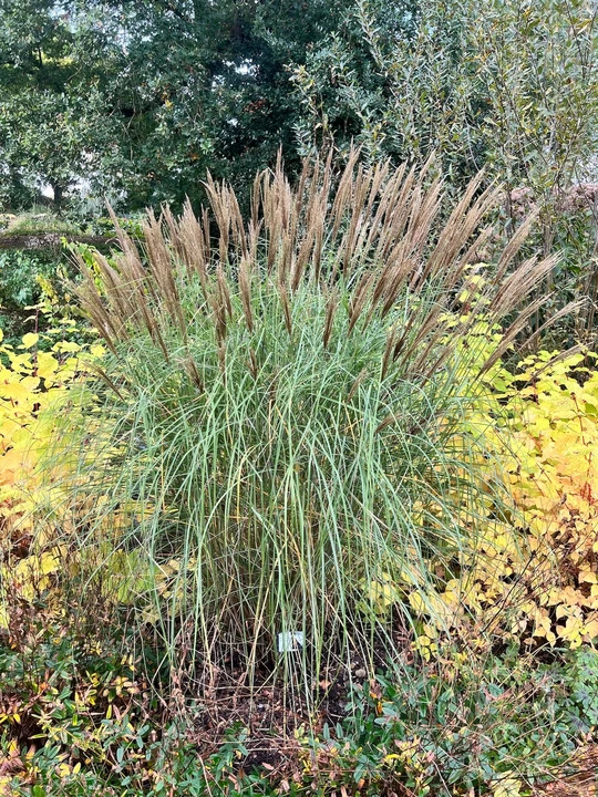 Miscanthus sinensis [Sunlit Satin] ('Robtin')