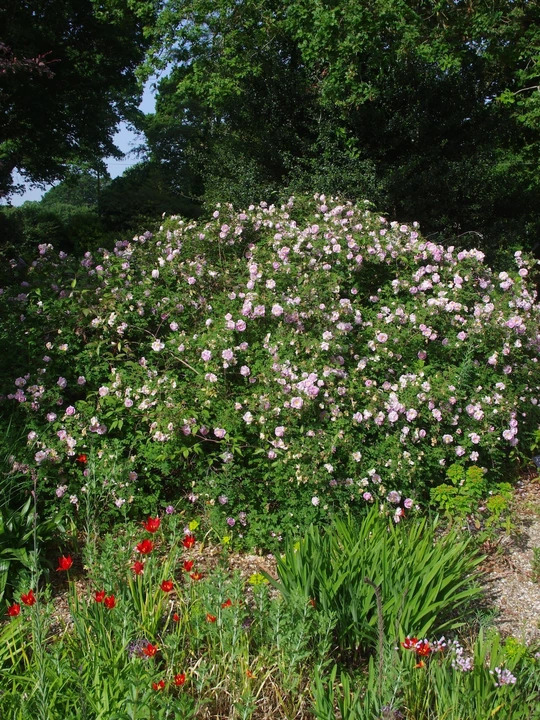 Rosa spinosissima 'Falkland'
