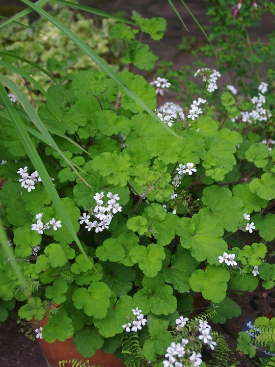 Pelargonium australe
