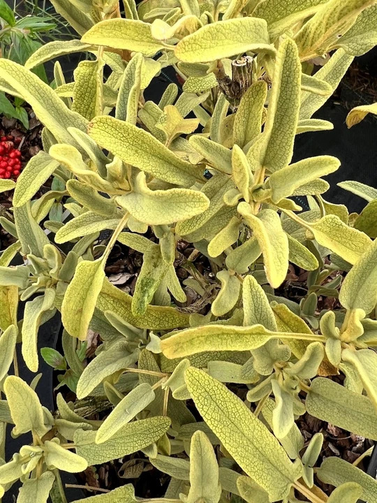 Phlomis monocephala